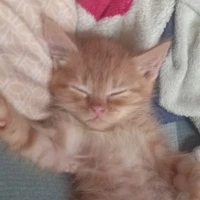 Аватар пользователя KARTEL