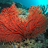 Carral Red